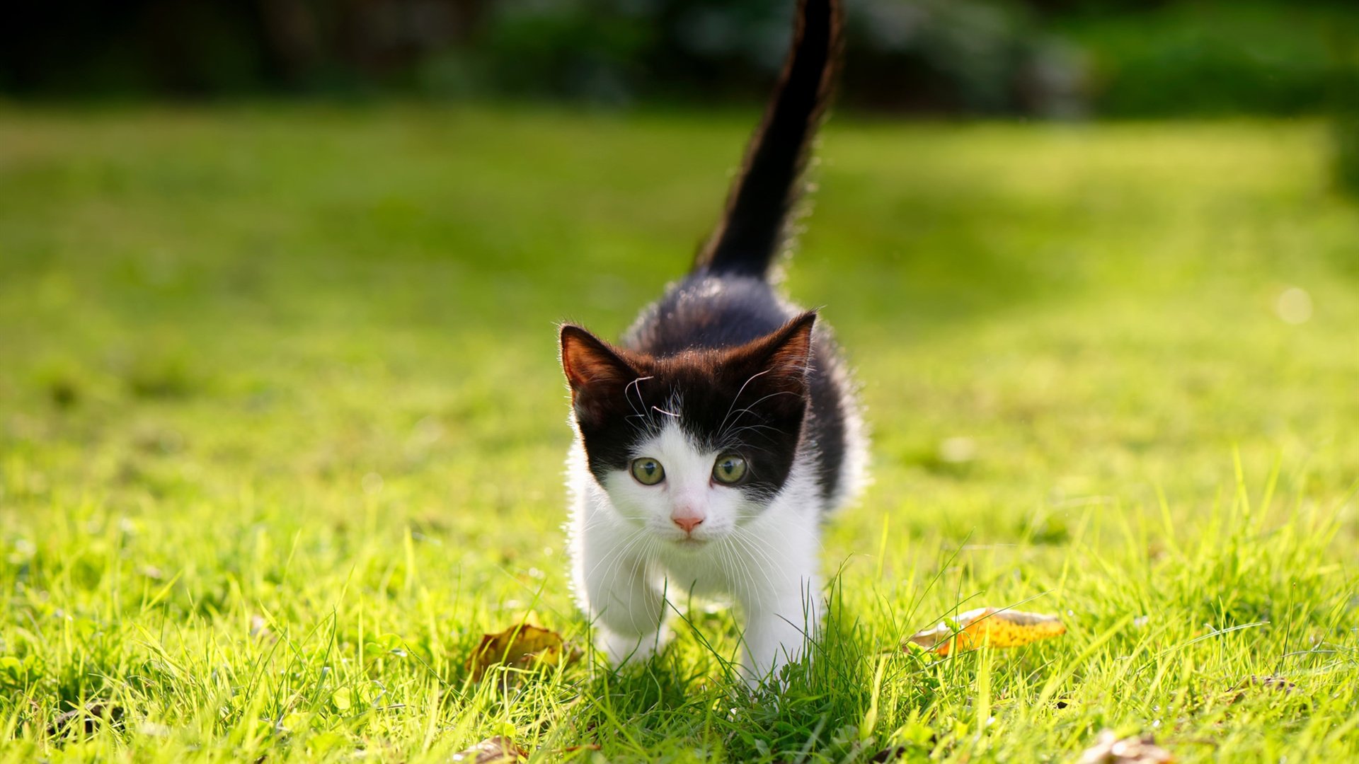 《Dota 2传奇战队再度出击，冠军悬念一触即发》，中国dota传奇战队